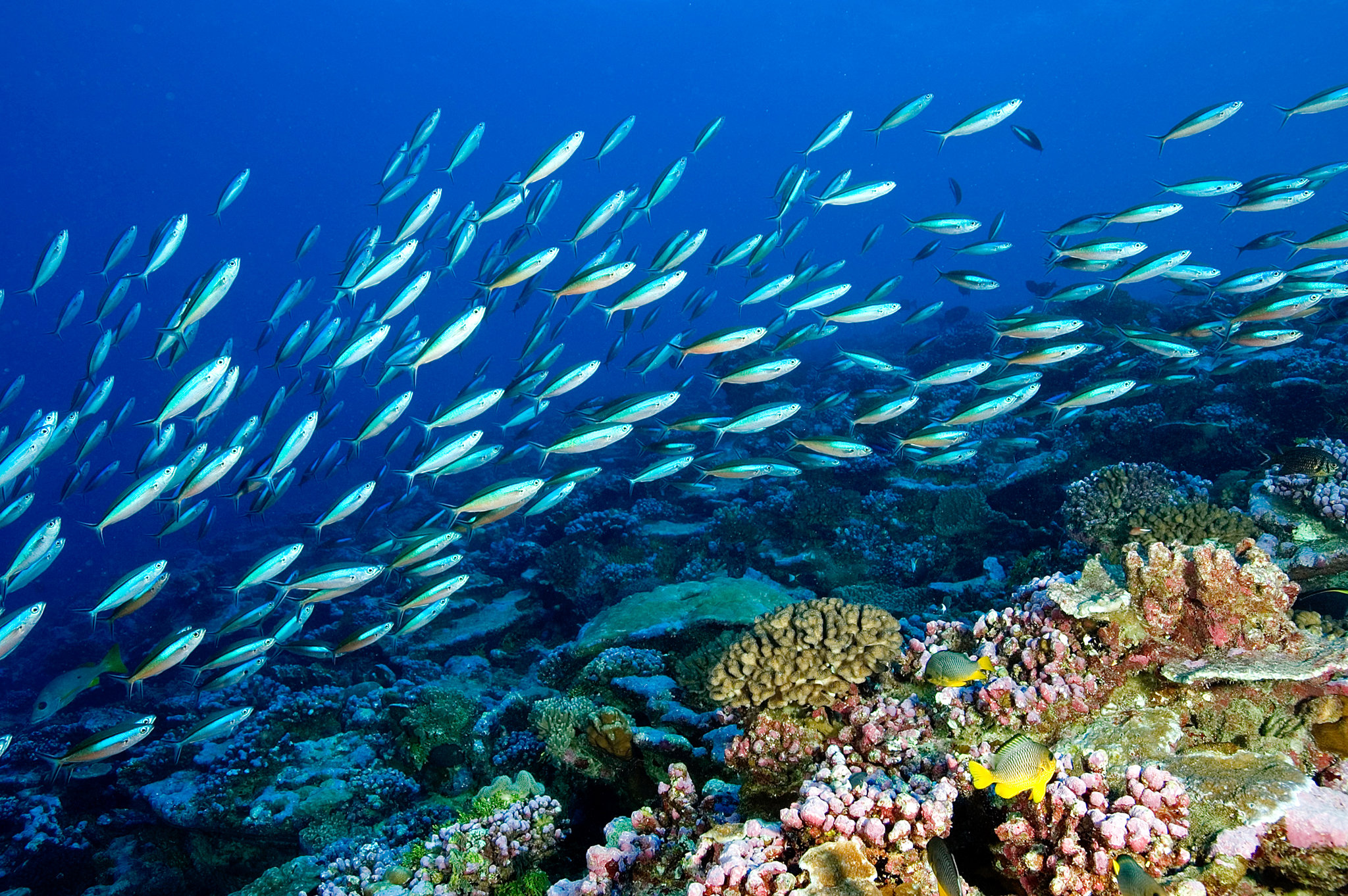 Marine Ecology and Oceanography